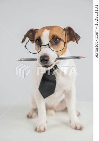 Business dog jack russell terrier holds pencil in mouth. Business dog jack russell terrier holds pencil in mouth. 132513131