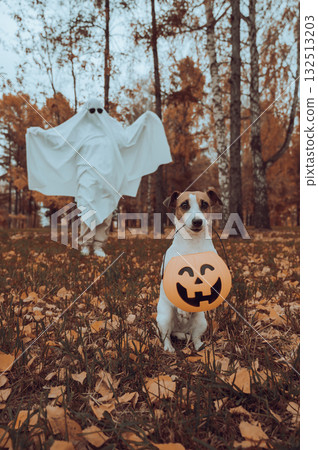 Woman in white sheet and jack russell terrier dog holding jack o latrine in autumn forest. Halloween costume. Vertical photo. Woman in white sheet and jack russell terrier dog holding jack o latrine in autumn forest. Halloween costume. Vertical photo. 132513203
