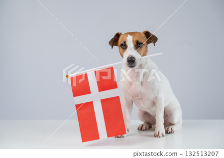 Jack Russell Terrier dog holding a Danish flag on a white background.  132513207