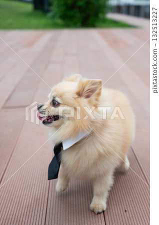 Cute Pomeranian in a tie on a walk. Cute Pomeranian in a tie on a walk. 132513227