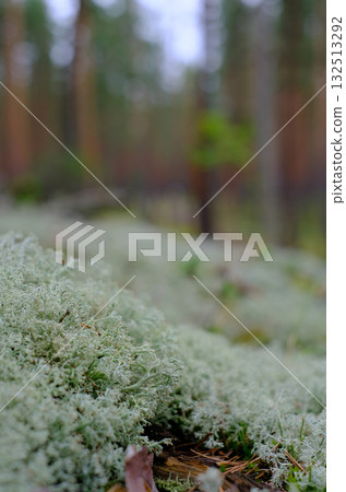 A beautiful macro, close-up shot of pale green reindeer moss Cladonia rangiferina, showcasing its intricate, coral-like, and spongy texture. 132513292