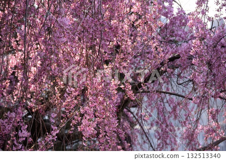 Springtime in New York: A close-up of vibrant pink flowers Springtime in New York: A close-up of vibrant pink flowers 132513340