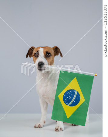 Jack Russell Terrier dog holding a Brazilian flag on a white background.  132513373