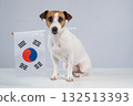 Jack Russell Terrier dog holding South Korea flag on white background. Copy space.  132513393