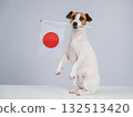 Jack Russell Terrier dog holding a Japanese flag on a white background. 132513420