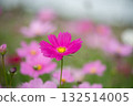 Cosmos field swaying in the autumn breeze (seasonal scenery with soft pink flowers blooming) 132514005