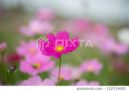 秋風搖曳的大波斯菊田(淡粉紅色花朵盛開的季節風景) 秋風搖曳的大波斯菊田(淡粉紅色花朵盛開的季節風景) 132514005