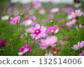 Cosmos field swaying in the autumn breeze (seasonal scenery with soft pink flowers blooming) 132514006