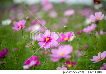 秋風搖曳的大波斯菊田（淡粉紅色花朵盛開的季節風景） 132514006