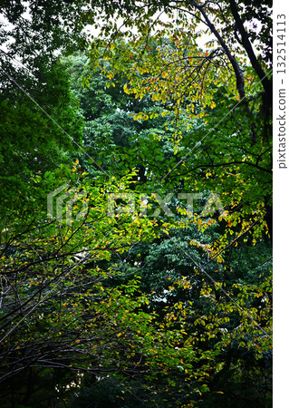 Forest forest image 132514113