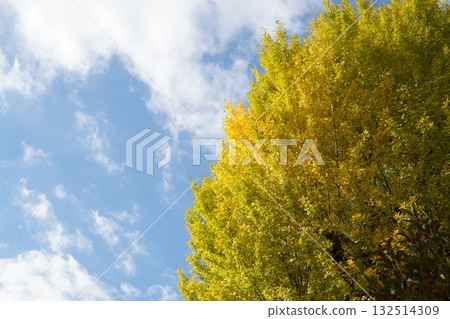 晴天的銀杏樹(富岡八幡宮) 晴天的銀杏樹(富岡八幡宮) 132514309
