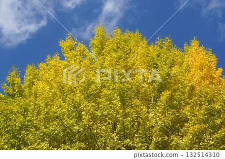 晴天的銀杏樹（富岡八幡宮） 132514310