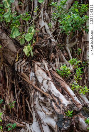 被雨淋濕的榕樹樹幹 132514351