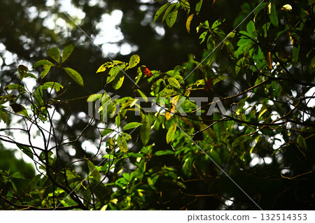 森林 森林圖像 陽光 森林 森林圖像 陽光 132514353