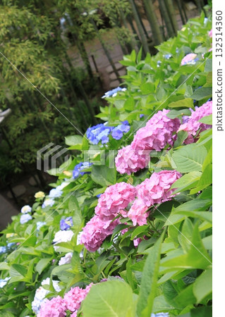 hydrangea hydrangea 132514360