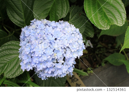 hydrangea   132514361