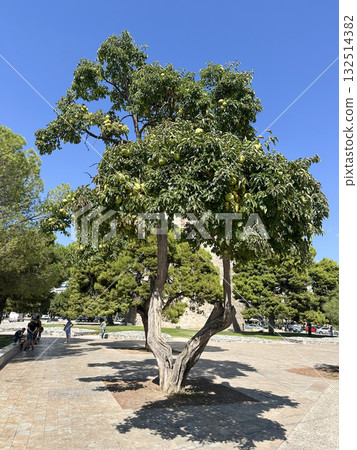 Osage orange tree (lat.- Maclura pomifera) Osage orange tree (lat.- Maclura pomifera) 132514382