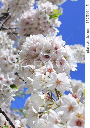 Cherry blossoms blooming towards the sky under clear skies 132514445