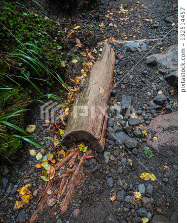 長野縣八岳北岳的倒樹被埋在地下 長野縣八岳北岳的倒樹被埋在地下 132514457