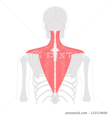 Trapezius - Large human back and neck muscle shown in anatomy chart, shaped like a trapezoid, responsible for moving, 132514600