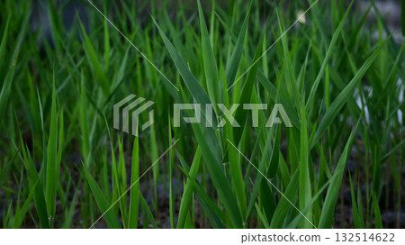 水邊植物 132514622