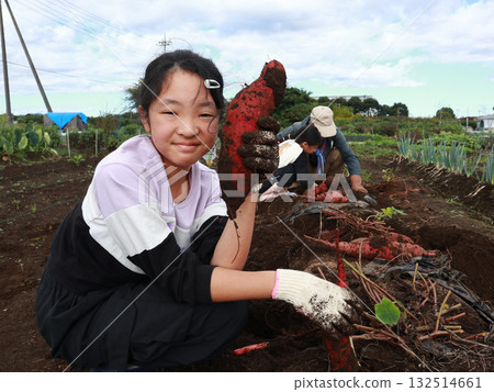 A family harvesting sweet potatoes 132514661