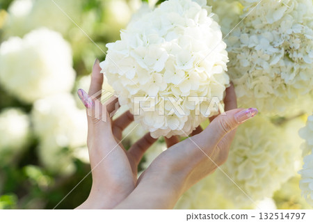 Spring light wrapping white flowers in both hands① Spring light wrapping white flowers in both hands① 132514797