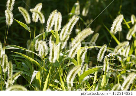 發光貓玩具（連雜草都會發光） 132514821