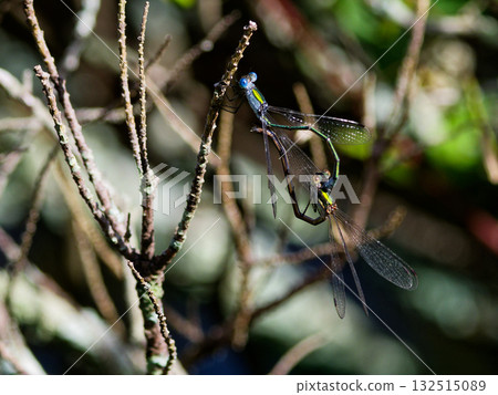 Mating of the Blue Damselfly (Agathidae) Mating of the Blue Damselfly (Agathidae) 132515089