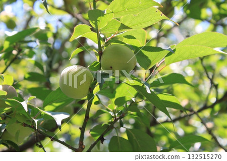 青梅果 青梅果 132515270