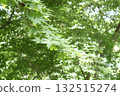 在樹林裡接受陽光的秋葉的幼葉 132515274