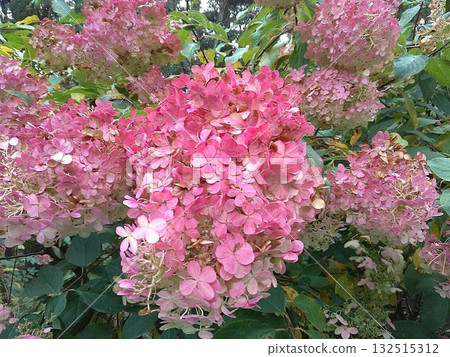 北海道有廣市真鍋花園的繡球花。特寫。 2025年10月下旬。 132515312