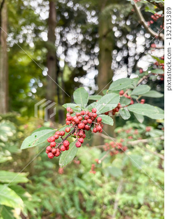 Winter ash Winged Prickly Ash Winter ash Winged Prickly Ash 132515389