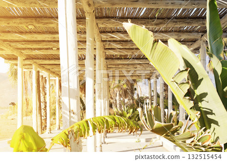 Bamboo pergola with tropical plants in sunlight Bamboo pergola with tropical plants in sunlight 132515454