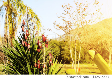 Close-up of tropical plant with red fruits 132515457