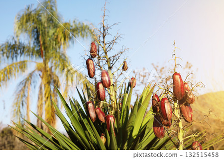 Close-up of a tropical plant with bright red fruits growing among its green, pointed leaves, set against a sunny backdrop with palm trees. 132515458