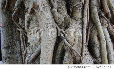 big trunk of banyan, brown old root tree 132515465