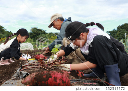 A family harvesting sweet potatoes 132515572