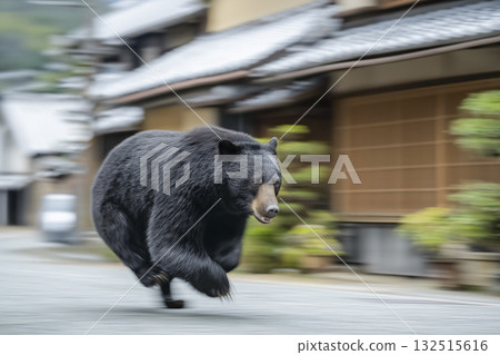 Wild Asiatic black bear spotted in urban area 132515616