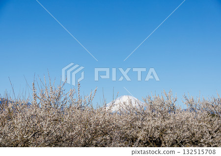 Plum blossoms blooming in early spring under the blue sky and snow-capped Mount Fuji 132515708