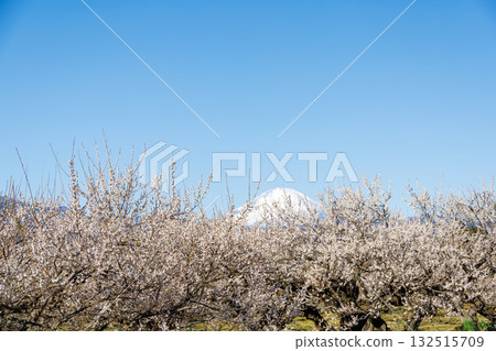 White plum blossoms and snow-capped Mount Fuji against the blue sky White plum blossoms and snow-capped Mount Fuji against the blue sky 132515709