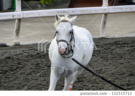 筱崎小馬樂園, 江戶川區, 東京, 小馬 筱崎小馬樂園, 江戶川區, 東京, 小馬 132515712