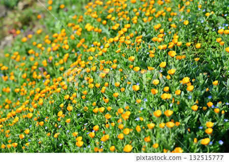 一簇簇黃色的花朵讓花桃的家鄉東秩父村的早春景色變得格外美麗。 132515777
