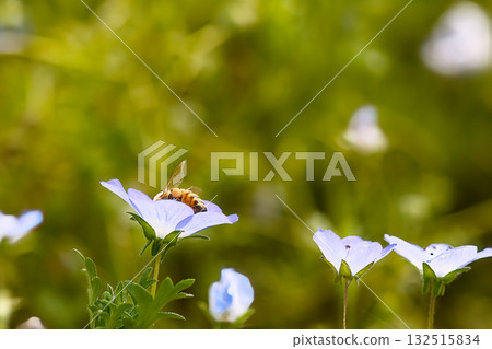Honeybee sucking nectar of nemophila Honeybee sucking nectar of nemophila 132515834