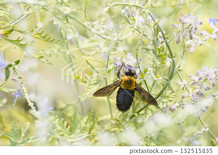 A carpenter bee sucking nectar from a flower A carpenter bee sucking nectar from a flower 132515835