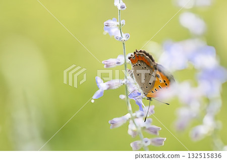 A red copper butterfly resting on sage A red copper butterfly resting on sage 132515836