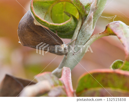 A flying fly resting on a leaf 132515838