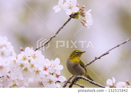 白眼鳥棲息在盛開的櫻花樹枝上 白眼鳥棲息在盛開的櫻花樹枝上 132515842