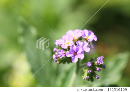 Heliotropium flower Heliotropium flower 132516109