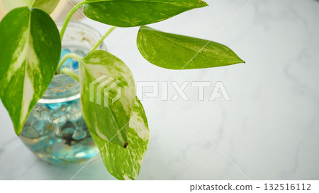 綠蘿葉和水耕栽培的背景資料 綠蘿葉和水耕栽培的背景資料 132516112